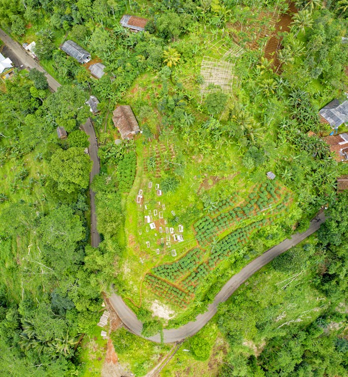 Aerial shot of lush green fields and roads in a rural village showcasing agricultural beauty.